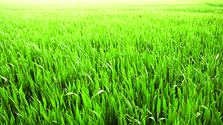 Eight benefits of natural grass