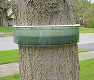BugBarrier Tree Band Lawn & Landscape