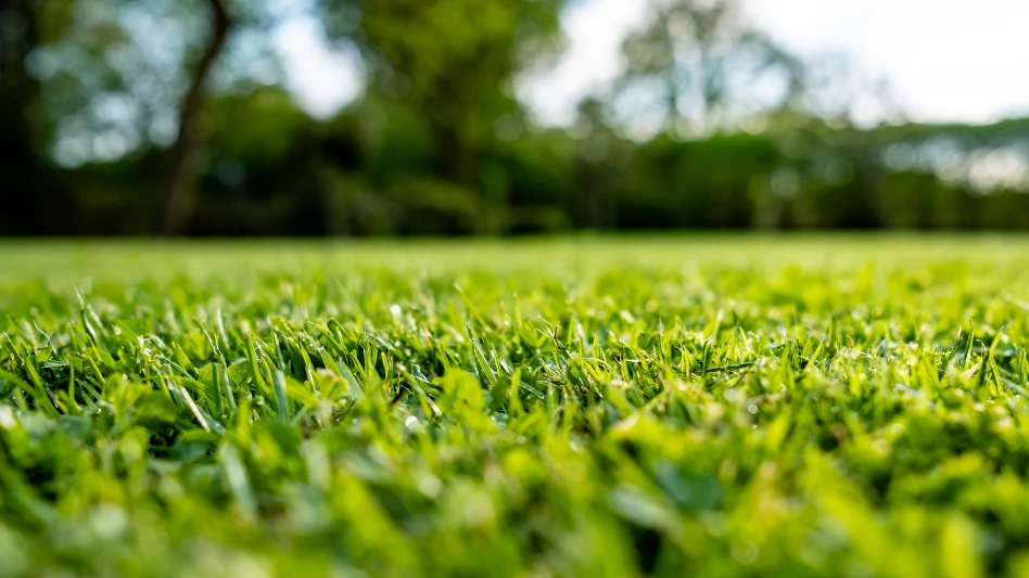 A field of grass on a sunny day